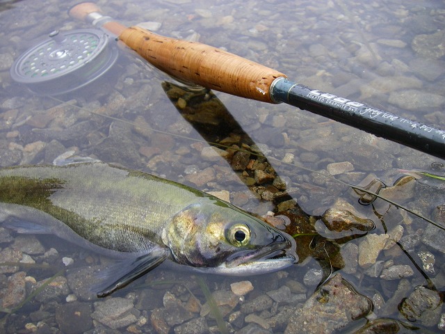e0202393_20273353.jpg