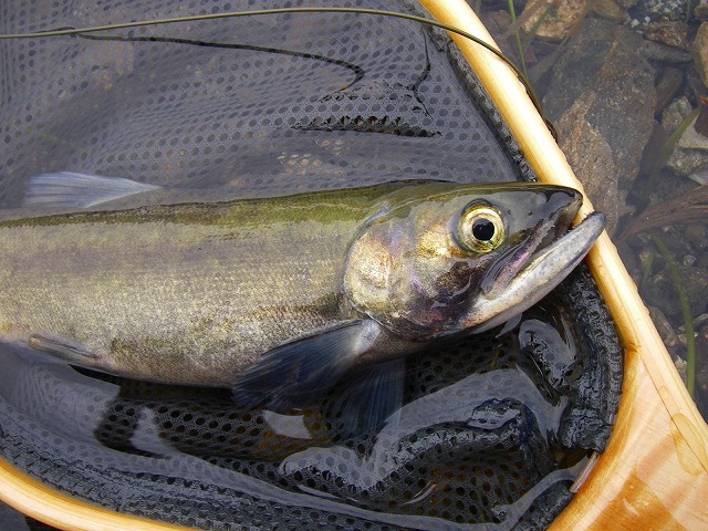 e0202393_20284323.jpg