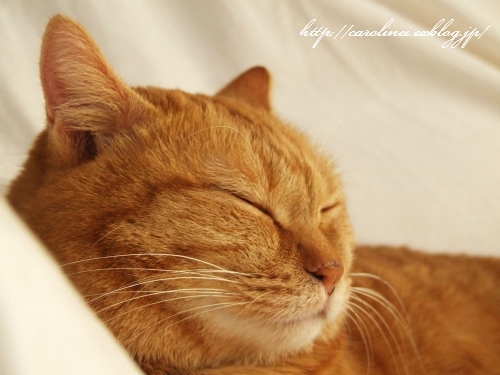 猫にも_d0025294_031106.jpg