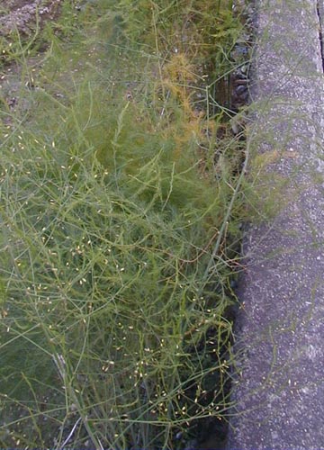●見かけた植物、その1_d0053294_9451462.jpg