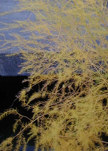 ●見かけた植物、その1_d0053294_945555.jpg