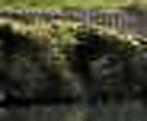 e0103408_16574235.gif