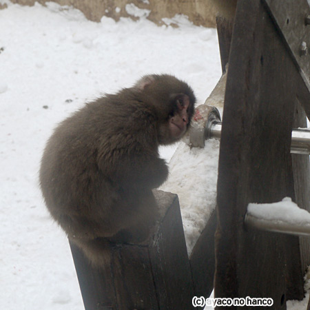 でっかいどう：おさる（旭山動物園）_f0079110_1755396.jpg