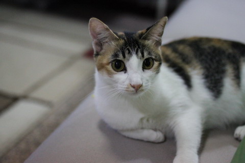 ジャカルタ在住の猫さんたち_a0120328_1353562.jpg