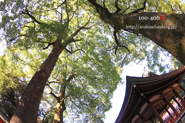 神域の巨大なクスノキ　10-17mm魚眼　（大宮氷川神社）_c0080036_2242260.jpg