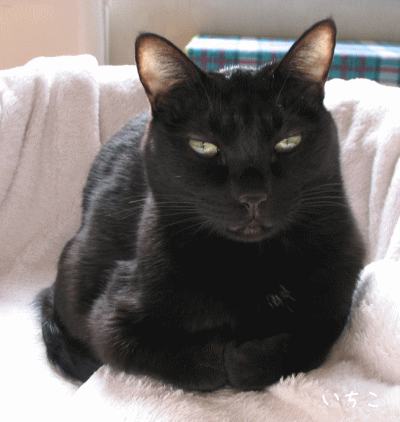 a0166338_20155153.gif