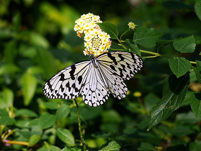 GH2試し撮り（１２月中旬　多摩動物公園）_f0199866_21572647.jpg