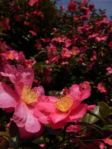 e0156083_8434451.jpg