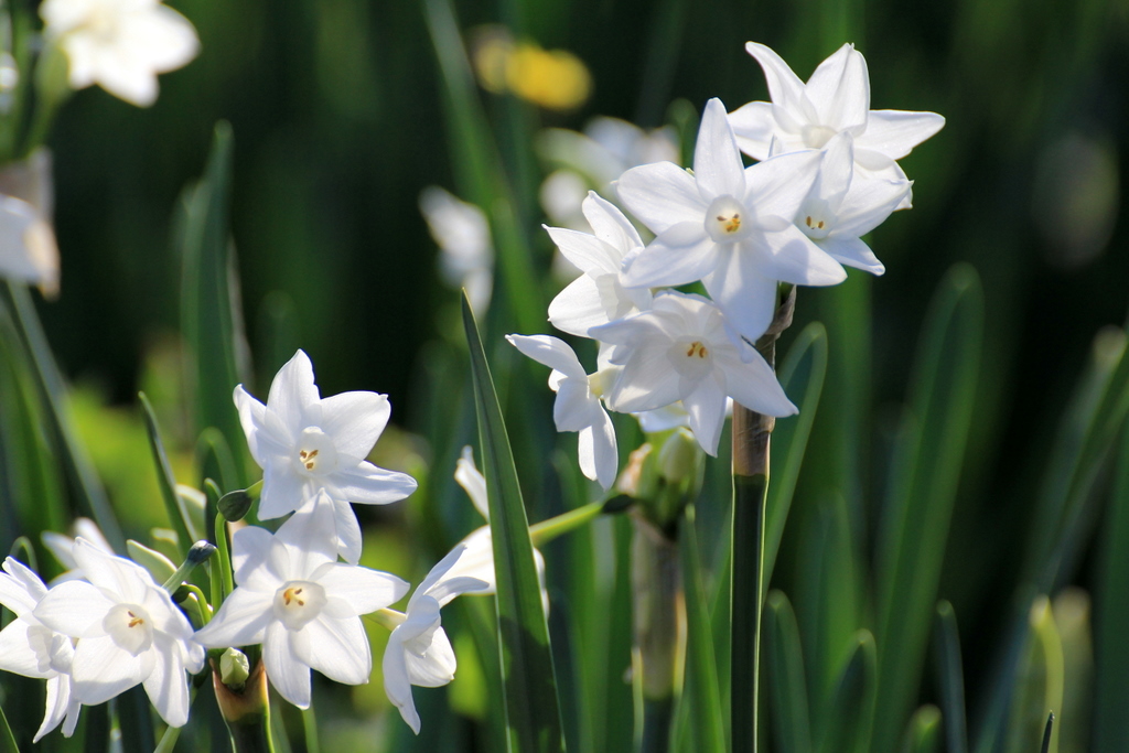 純白の白水仙 ペーパーホワイト 清らかに咲いて 空に近い週末 めっせーじ Vol 2