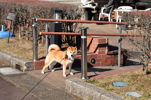 笑顔をありがとう_a0126590_11441398.jpg