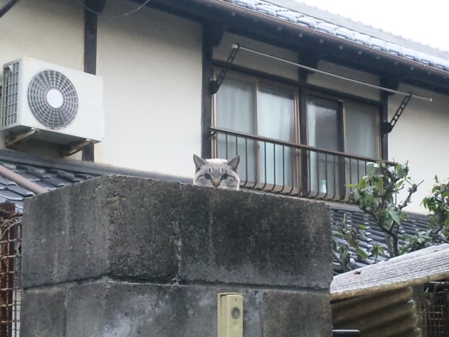 Ａ　ＣＡＴ＠近所_f0197703_1753322.jpg