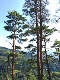 松の種類 松 江戸の花と木 気ままに江戸 散歩 味 読書の記録