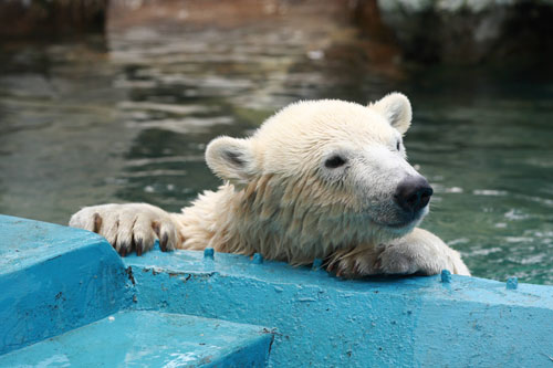 韓国 ソウル動物園のサムソン 元気な姿を来園者に披露 Polarbearology Conjectaneum