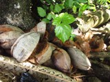 忘年ピクニック <2010年版>_a0043520_12472968.jpg