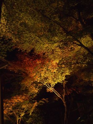 秋の京都_f0084022_21211555.jpg