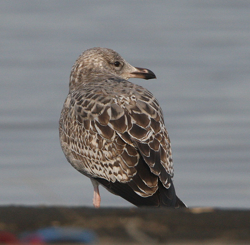 ホイグリンカモメ幼鳥？ Larus heuglini_f0161823_9111055.jpg