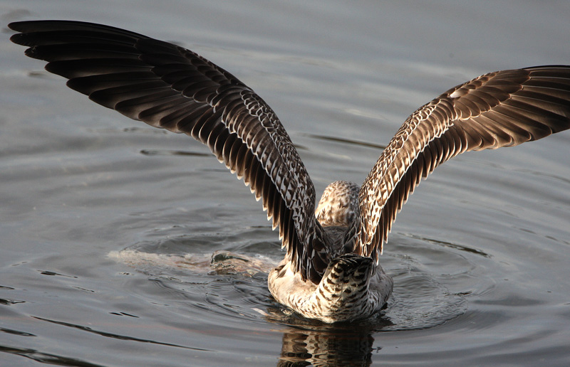 ホイグリンカモメ幼鳥？ Larus heuglini_f0161823_9115318.jpg