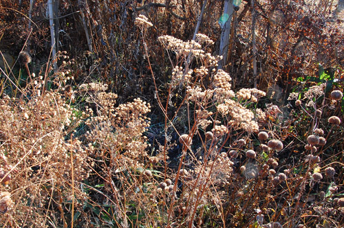 c0107129_0462471.jpg