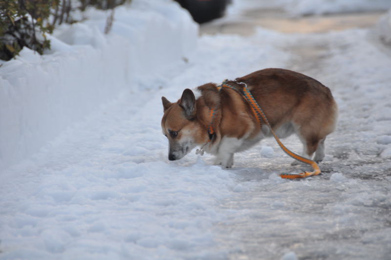 2010年の1月は、_c0214234_8424737.jpg