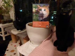 天使になった全盲の奇跡の猫チョキちゃん猫 のぇるろった編。_a0143140_21493641.jpg