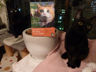 天使になった全盲の奇跡の猫チョキちゃん猫 のぇるろった編。_a0143140_2149479.jpg