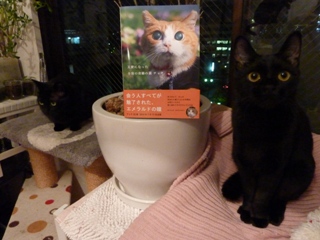 天使になった全盲の奇跡の猫チョキちゃん猫 のぇるろった編。_a0143140_2149545.jpg