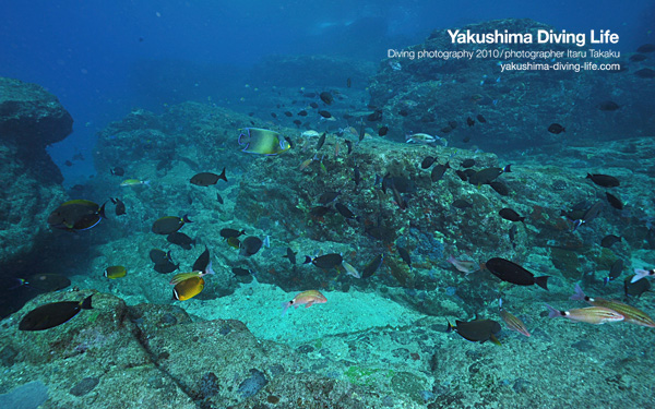 竹島で沈船発見！_b0186442_18452839.jpg