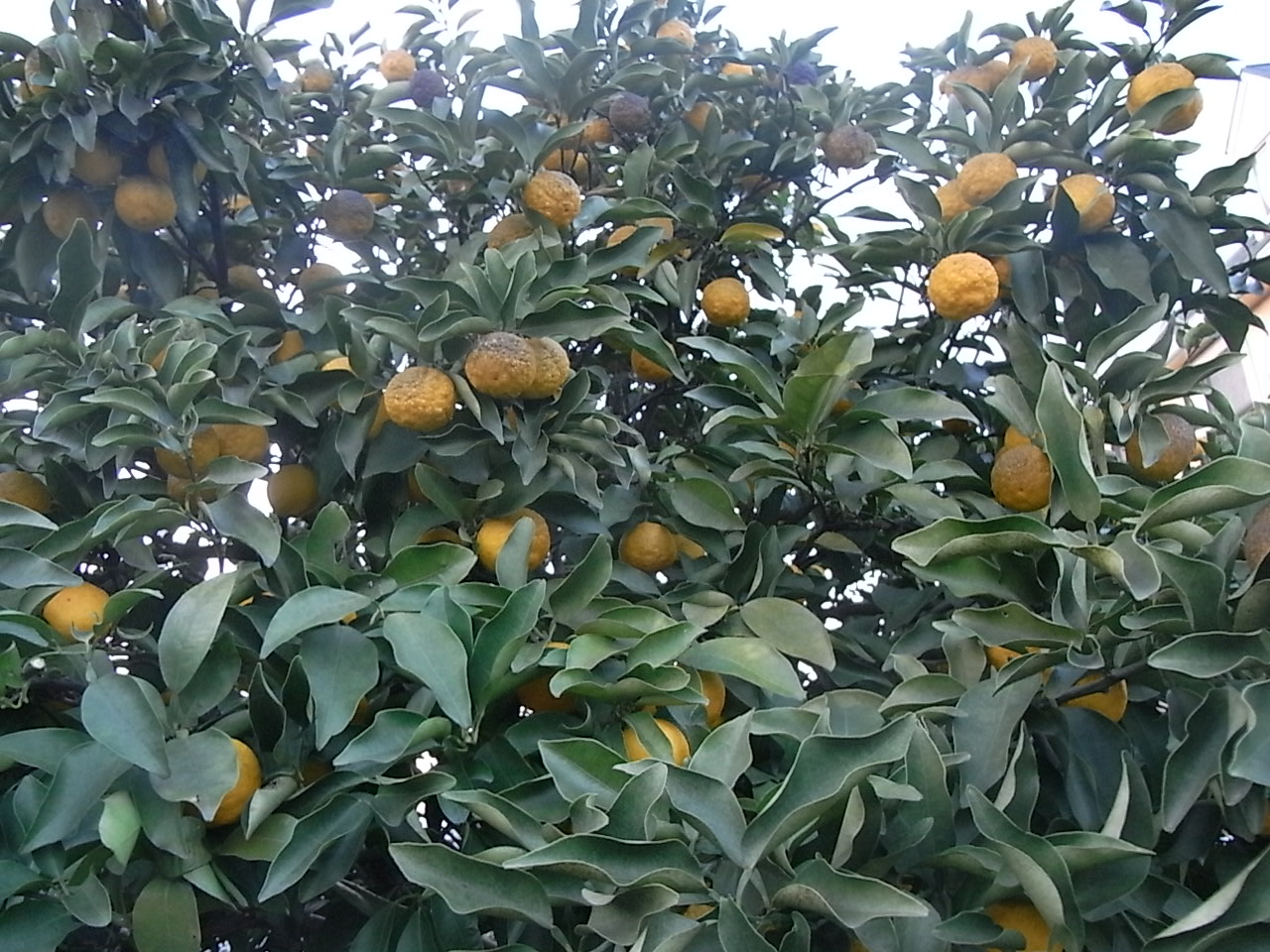 a0169150_2291347.jpg