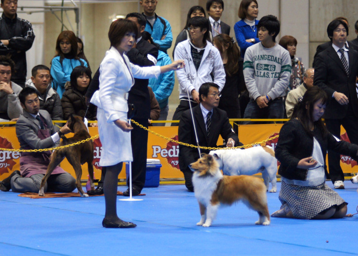 2010 JKCジャパンドックフェスティバル2日間_a0139367_213103.jpg