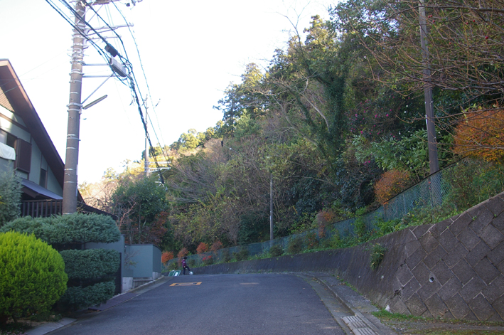 鎌倉の美しい里山継承プロジェクトを11・１・22からスタート_c0014967_1554958.jpg