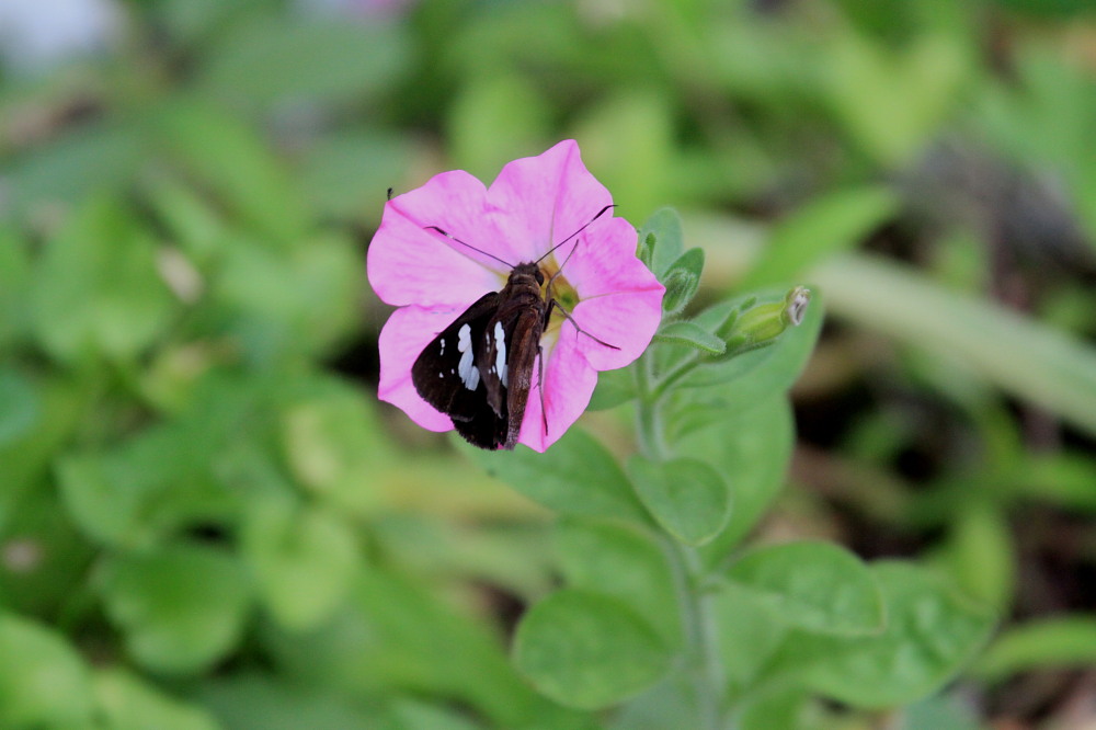 クロセセリ　　ゆっくり北進中です。　　2010.8.9山口県_a0146869_64892.jpg