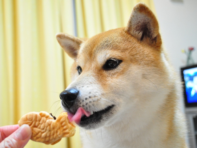 千葉と言えばこれ!_a0126590_5512562.jpg