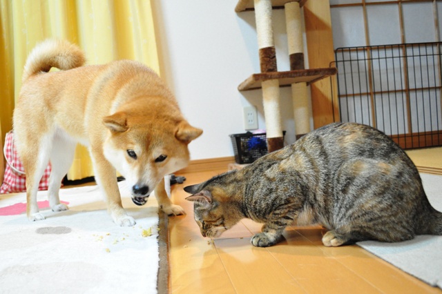 千葉と言えばこれ!_a0126590_5525018.jpg