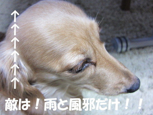 参鶏湯_b0200291_1834356.jpg