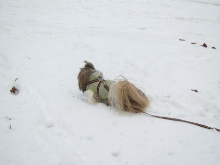 パリは今日も雪です。_c0090198_50658.jpg