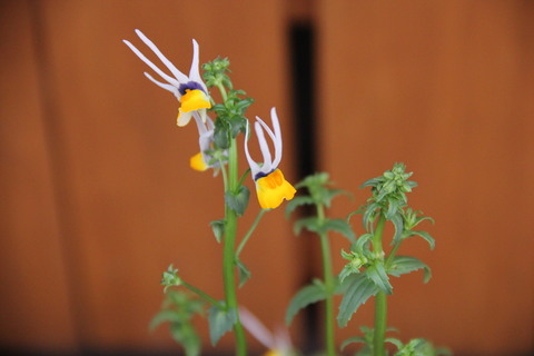 花壇つくり半分だけ 面白いネメシア Miyorinの秘密のお庭