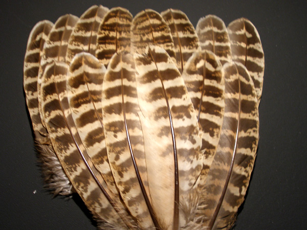 a0176707_338468.jpg