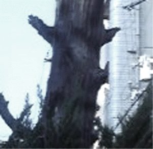 e0103408_13334272.gif