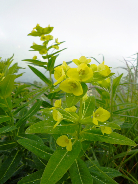 ２０１０年　登山　今年のベストテン　第６位_d0170615_17311783.jpg