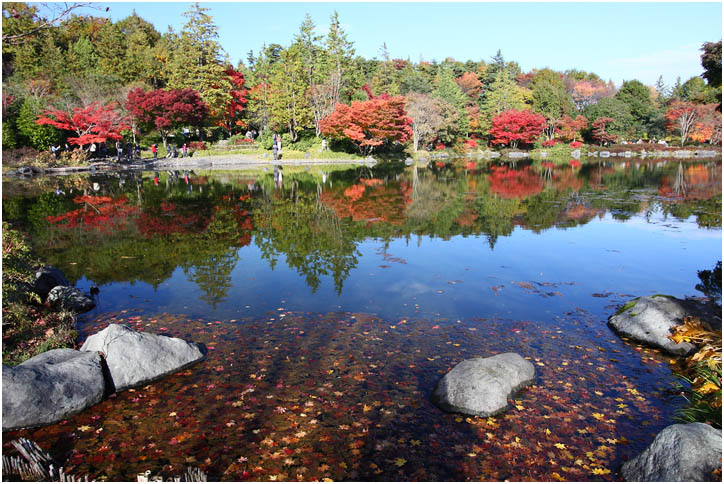 紅葉 2010 ～ 昭和記念公園 vol.3_f0167219_4231768.jpg