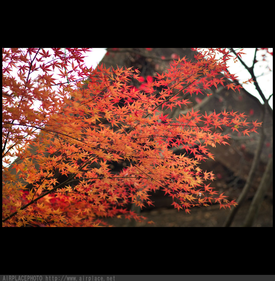 紅葉の平林寺（６）_f0086721_0393844.jpg