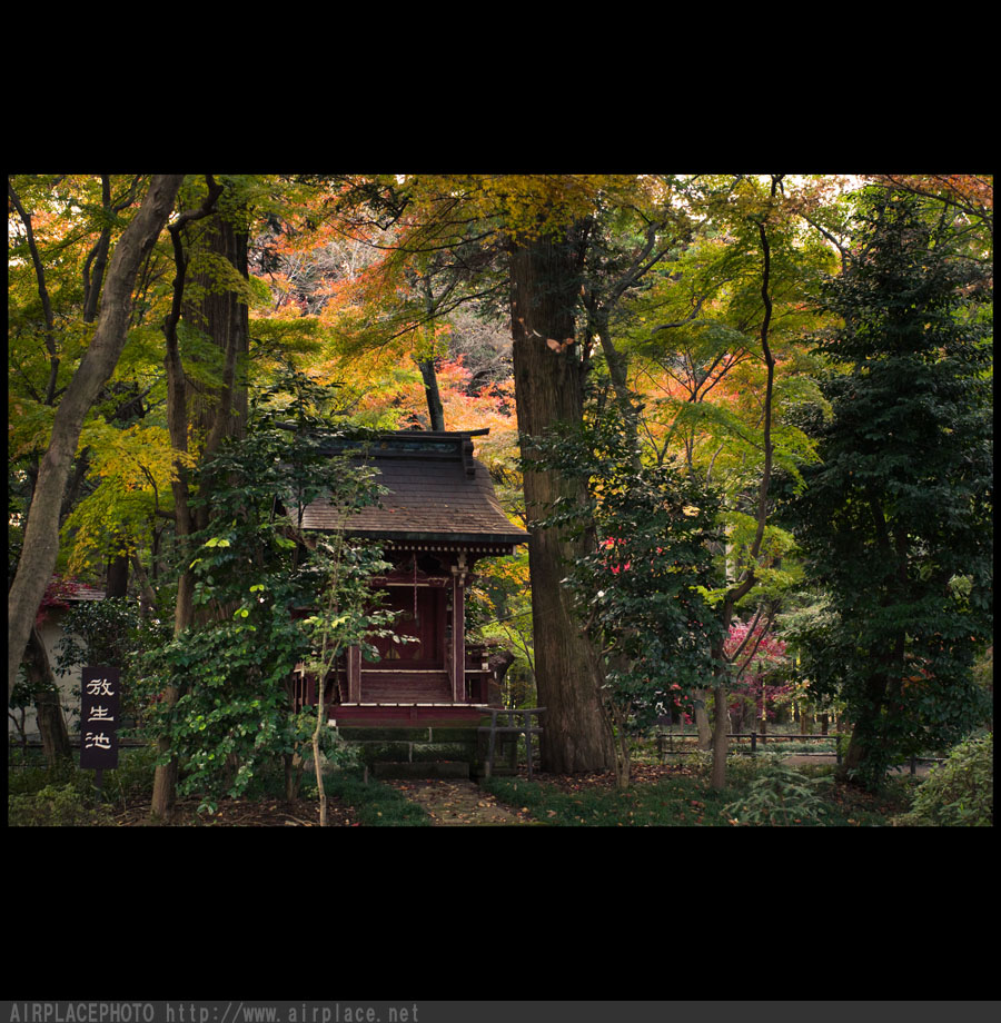 紅葉の平林寺（６）_f0086721_0395179.jpg