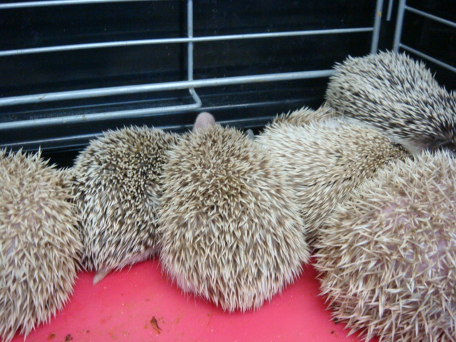 うさぎ・ピグミーヘッジホッグ・ハムスター_f0189122_13273225.jpg