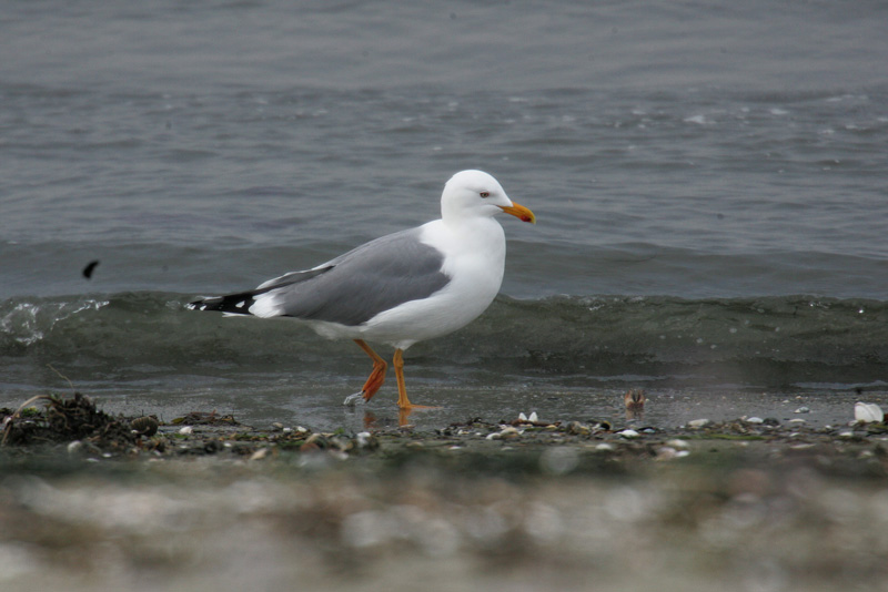 ホイグリンカモメ成鳥夏羽 Larus heuglini_f0161823_20204813.jpg