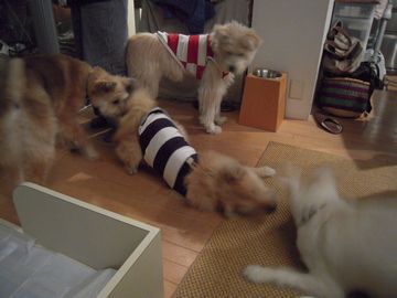 d0104029_013575.jpg