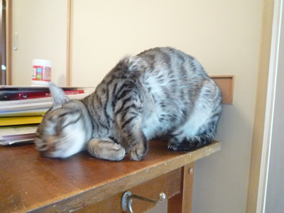 c0125532_12382717.jpg