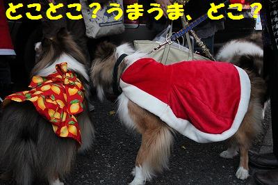 シェルレスX\'masパーティ会場前~♪_e0195743_14322142.jpg