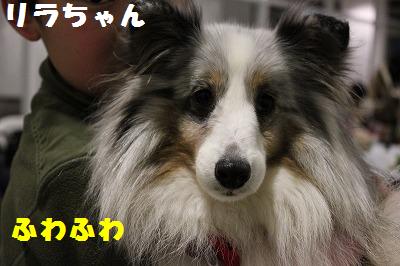 シェルレスX\'masパーティの中~♪_e0195743_15365556.jpg