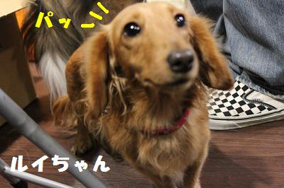 シェルレスX\'masパーティ~大ビンゴ大会~♪_e0195743_2115973.jpg