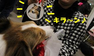 シェルレスX\'masパーティ~大ビンゴ大会~♪_e0195743_2152898.jpg